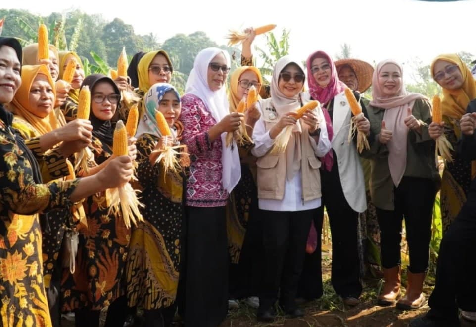 Panen Raya Jagung di Saketi, Bupati Pandeglang Apresiasi Kontribusi Petani untuk Kedaulatan Pangan